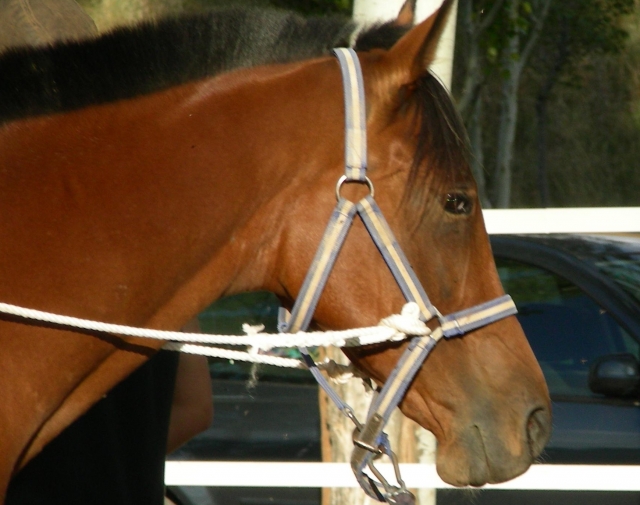 Uno de nuestros caballos